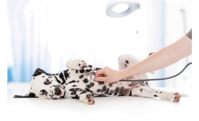 Systémová enzymoterapie a její vliv na antibiotickou léčbu 